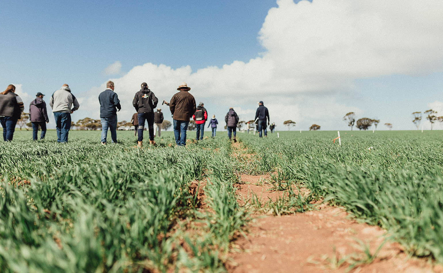 Farmers and researchers walking through a field.