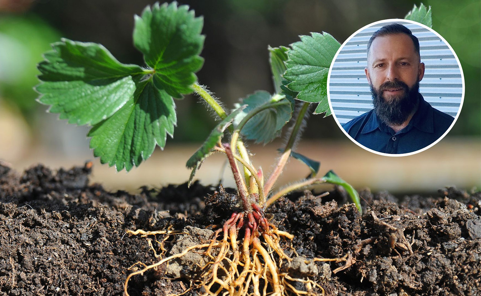 Profile of strawberry plant growing in soil with inset of Dr Nicholas Pawsey