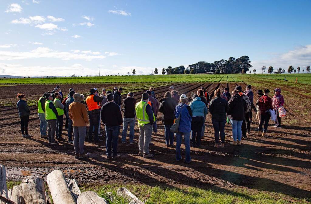 Field trip attendees at Southern Farming Systems' field trial site