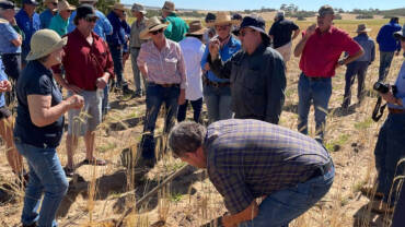 Growers standing in a field at a WMG extension event
