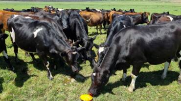 Cattle inspecting a soil sensor.