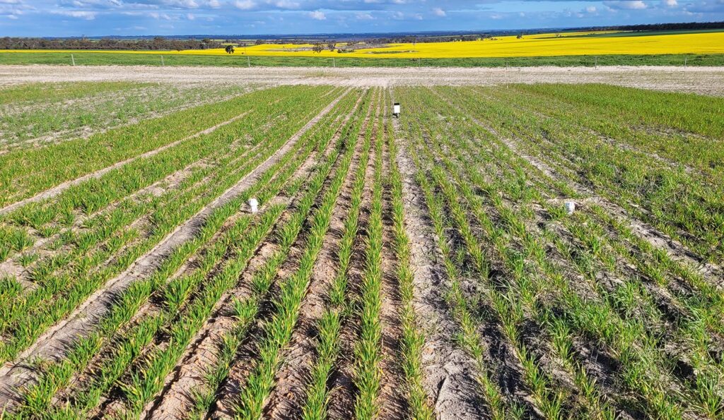 Looking across the Bullaring field site with canola fields in the background. Clay can be seen incorporated in the soil and rows of green legume crops have emerged from the soil surface.