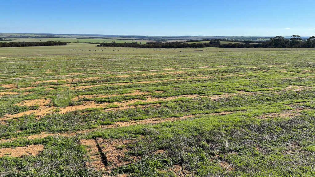 Looking across the Coorow field site at the emerging green crop.