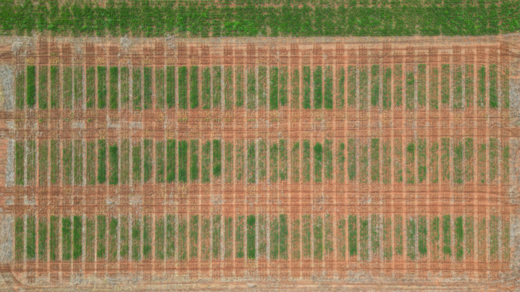 Aerial image of Tallimba field trial design