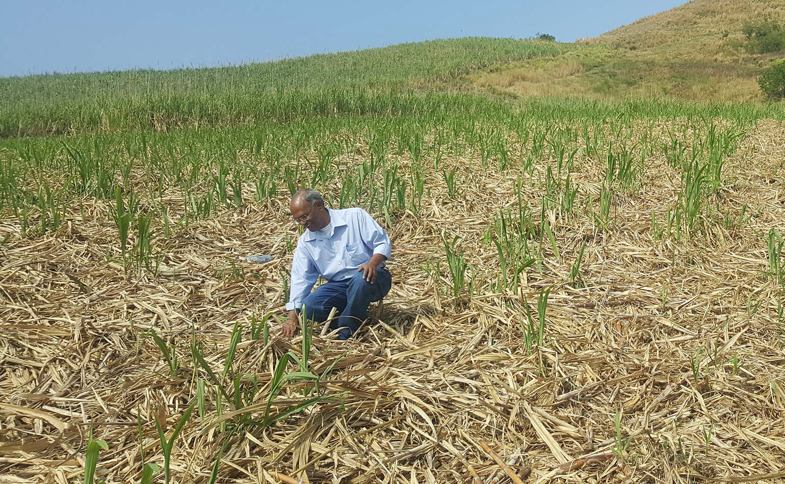 Nanthi Bolan in the field