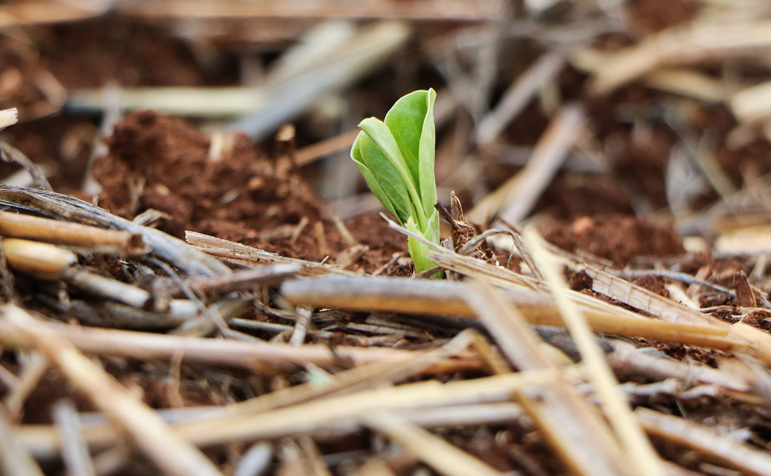 crop emerging in soil