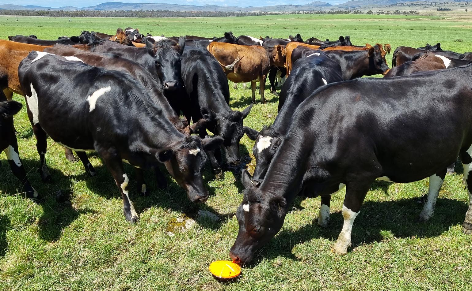 Cattle inspecting a soil sensor.