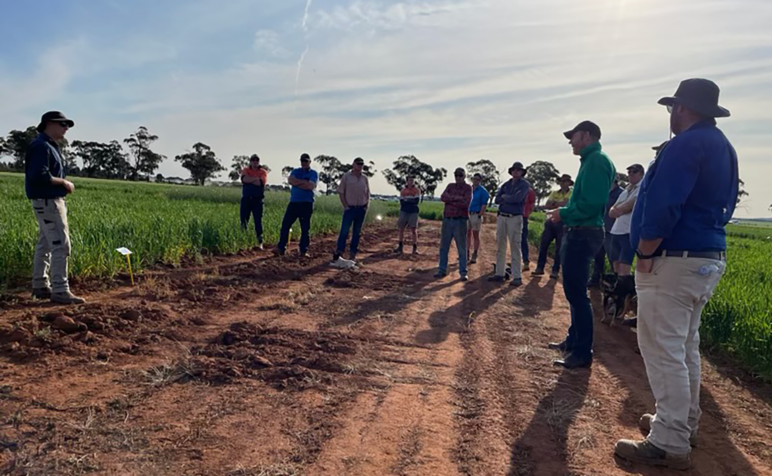 Hayden Thompson (Farmlink) presenting to growers at the Tallimba field site in Spring 2023