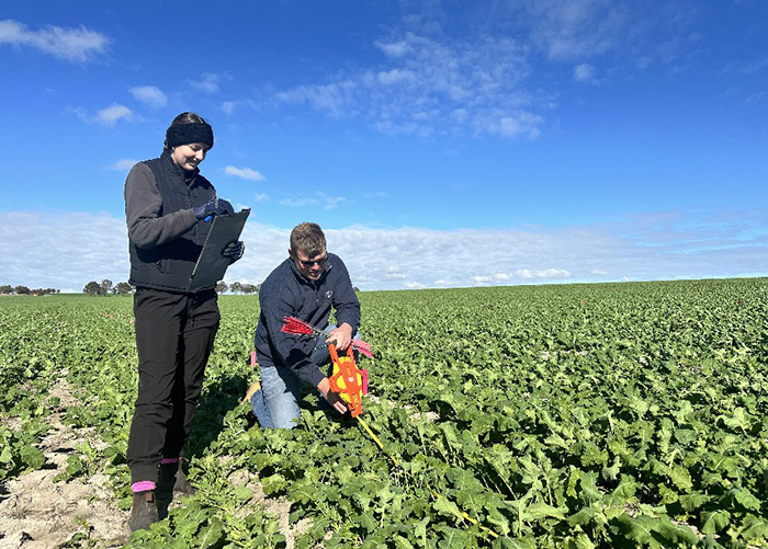 Researchers working at the Kweda trial site