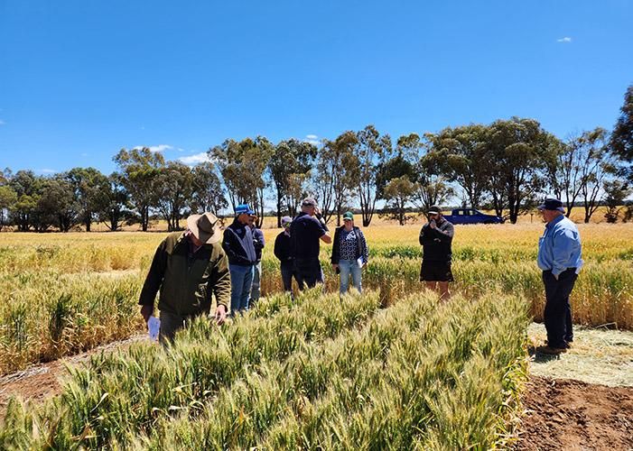 Field walk participants inspecting the Lockhart NSW trial site with Dr Murray Hart