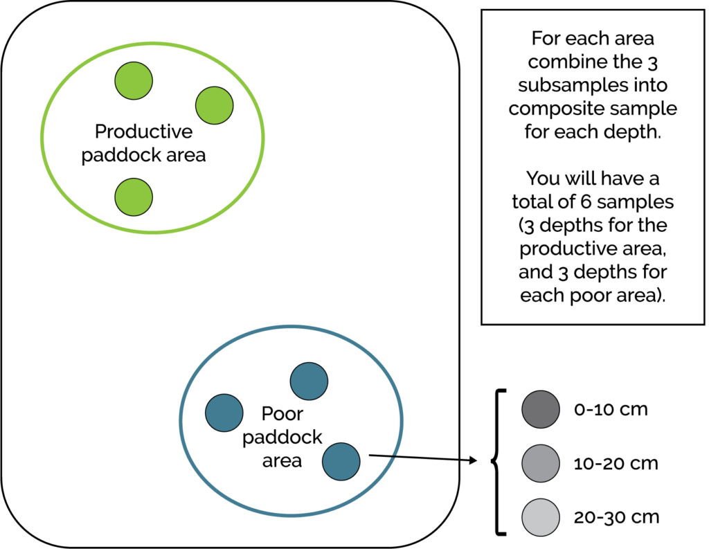 The diagram shows the paddock sampling.
