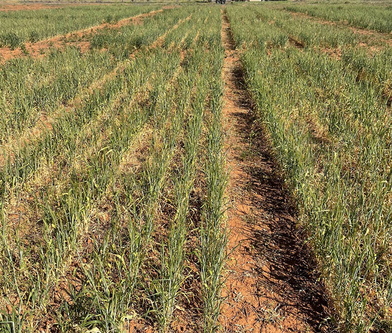 Close-up photo of wheat and field pea crops growing in the field.