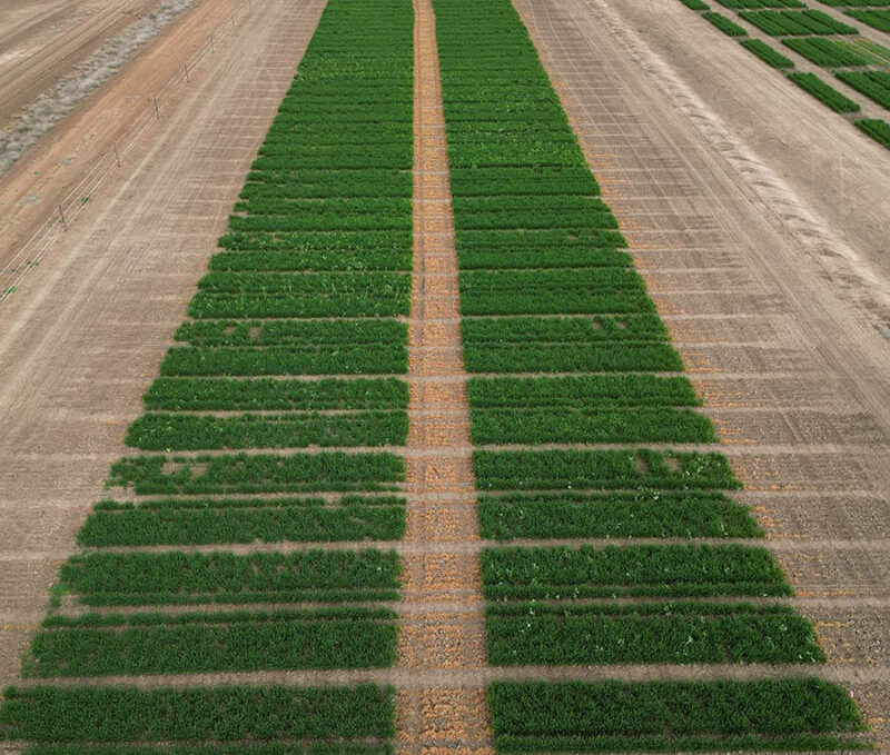 Aerial photo of trial site showing plots of crops.