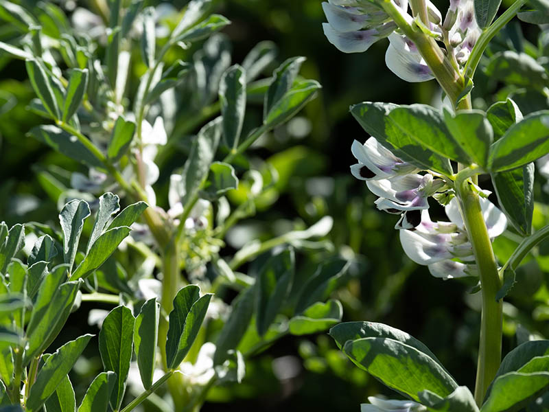 Close-up image of faba bean showing green leaves, stems and purple and white flowers.