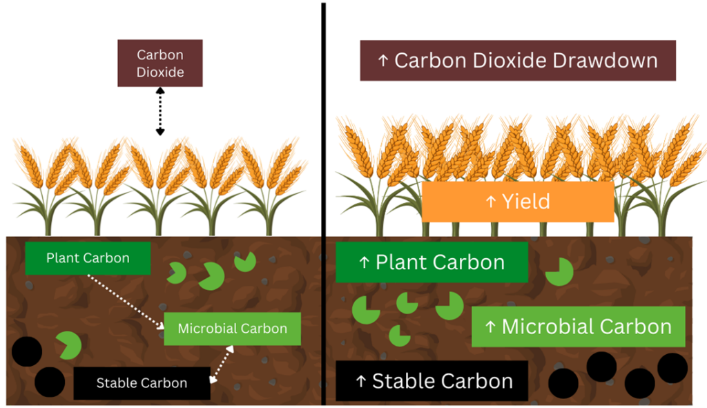 Diagram showing cross-section of a crop growing in a field to highlight the interactions between carbon, plants and yield.