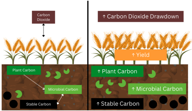 Building soil carbon through land management strategies in the Riverine ...