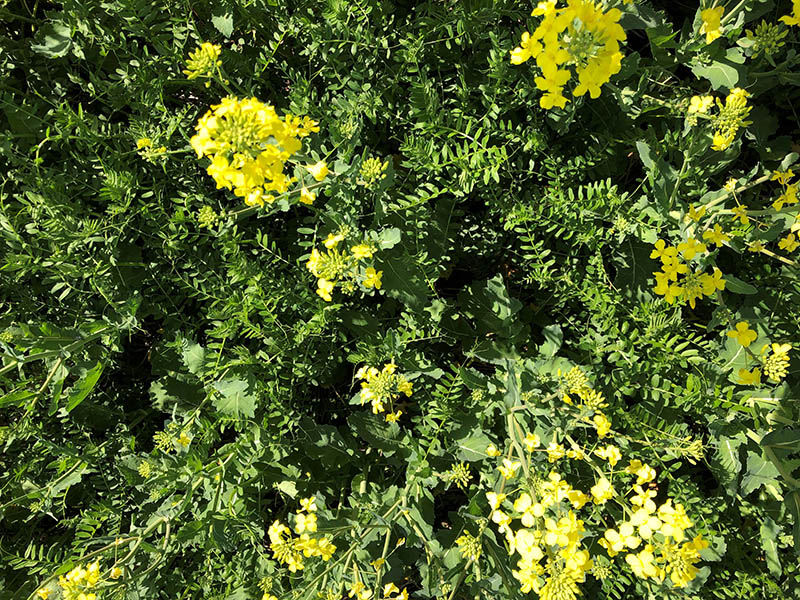 Close-up image showing canola with its yellow flowers and green vetch crop.