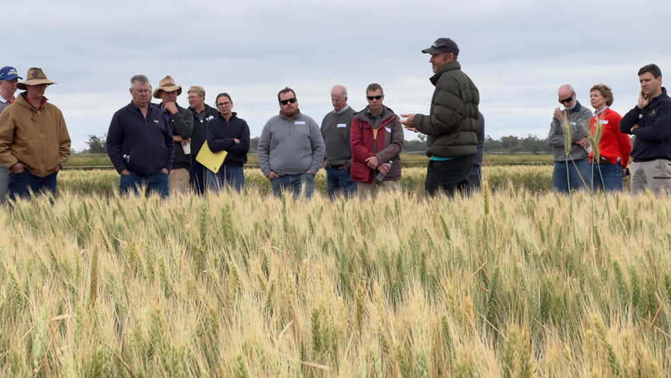 Professor Terry Rose standing in a field talking to farmers and agronomists at a CWFS field day in October 2024.