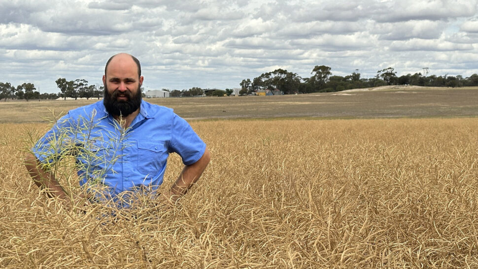 CFIG Project Officer David Storer standing in a barley crop that is ready for harvest. The barley is at waist height. David is facing the camera, with his hands on his hips and smiling.