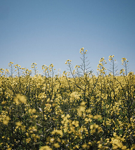 A yellow canola crop underneath a clear blue sky.