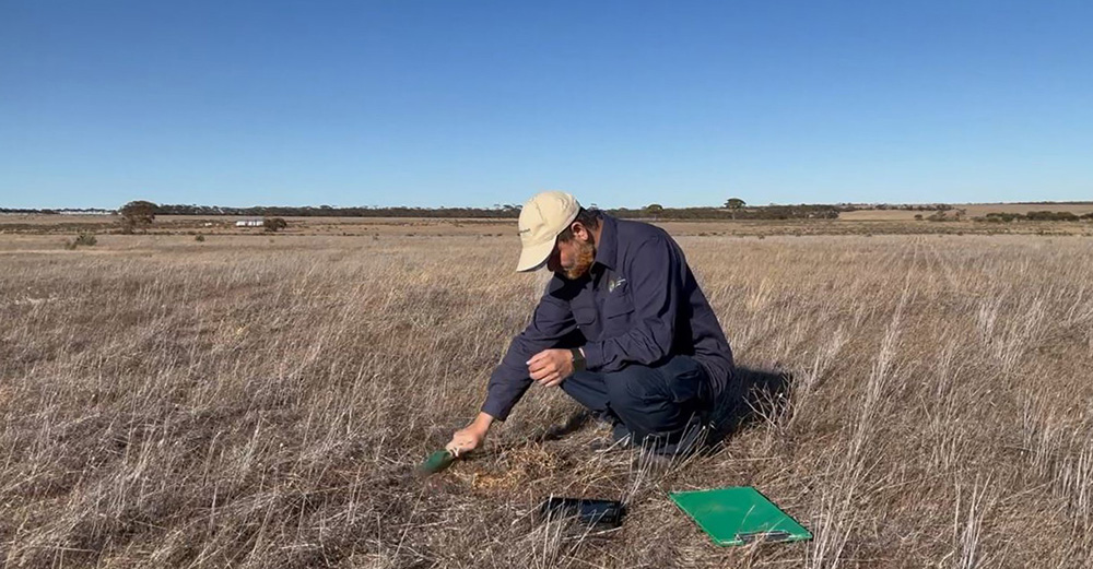 Post harvest soil sampling at the Newdegate trial site