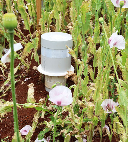 The quoll e-nose in the field at the Tasmanian Institute of Agriculture.