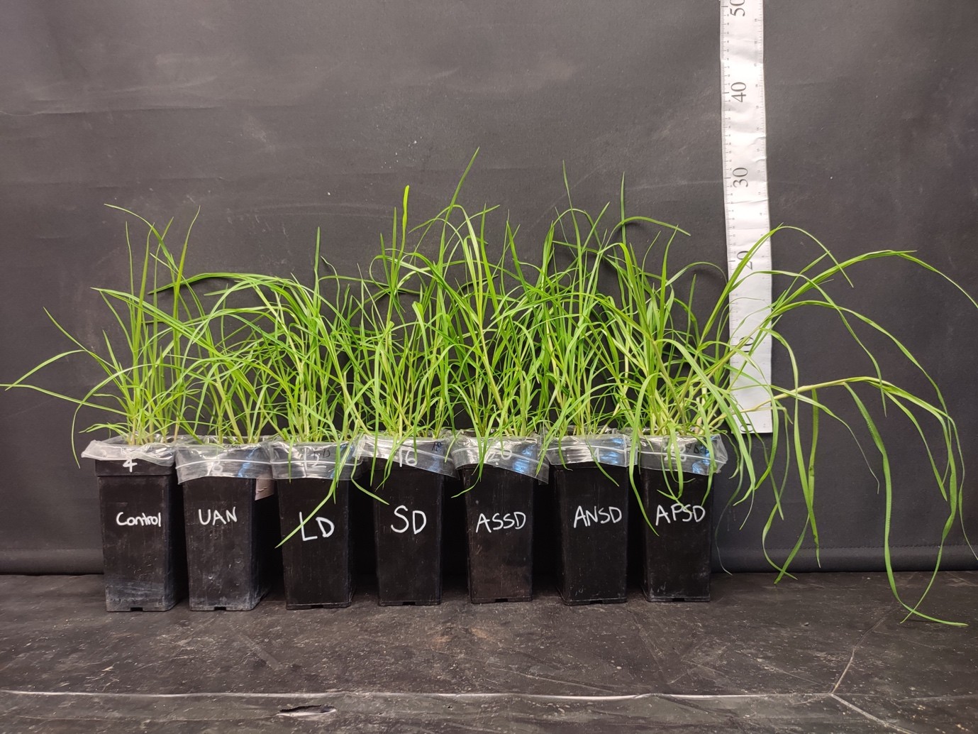 Enhanced nutrient recovery from food waste anaerobic digestate ...