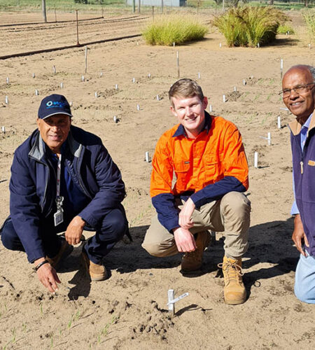 James O'Connor, Nanthi Bolan and Kadambot Siddique at the research field site.